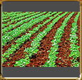 soya plantation - plantacao de soja 