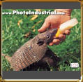 Armadillo nestling sucking. The farmer was raizing the small animal.